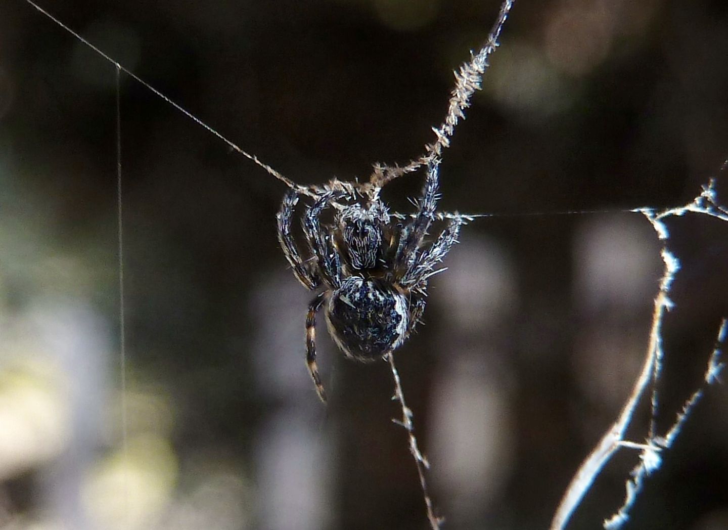 Predazione Nuctenea sp. - Cassano Magnago (VA)